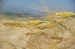 wheat field2.jpg